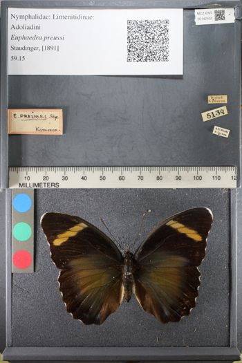 Media type: image;   Entomology 142502